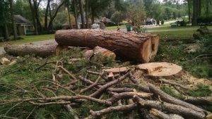 Lonnie And Jimmys Tree Removal And Sod Installation (1)