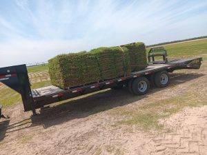 Lonnie And Jimmys Tree Removal And Sod Installation (15)
