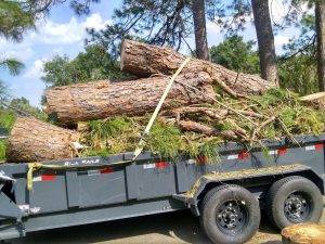Lonnie And Jimmys Tree Removal And Sod Installation (2)