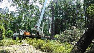 Lonnie And Jimmys Tree Removal And Sod Installation (3)