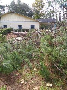 Lonnie And Jimmys Tree Removal And Sod Installation (5)