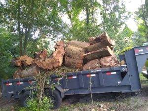 Lonnie And Jimmys Tree Removal And Sod Installation (7)